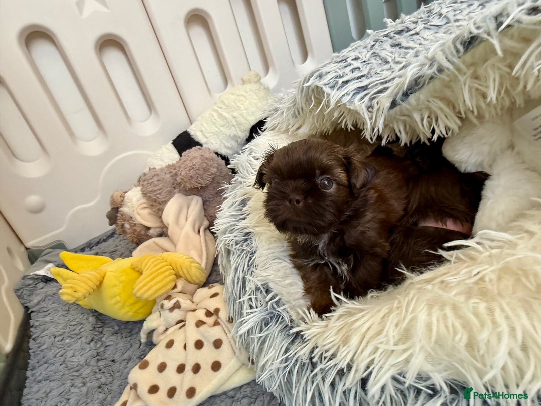 Shih Tzu dogs for sale: KC reg, 2 left! Potential blondes in Tamworth - Image 15