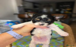 Biewer Terrier dogs for sale: Pure breed Biewer Terrier puppies 4 Generation  - Image 7