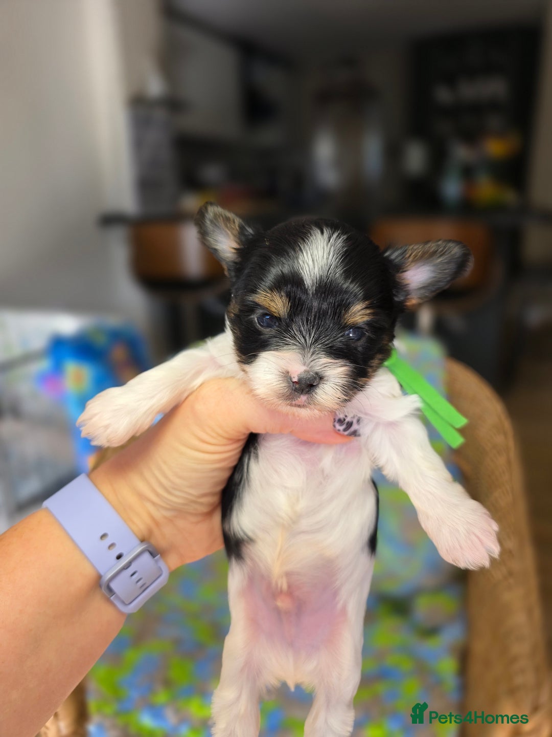 Biewer Terrier dogs for sale: Pure breed Biewer Terrier puppies 4 Generation  - Image 7