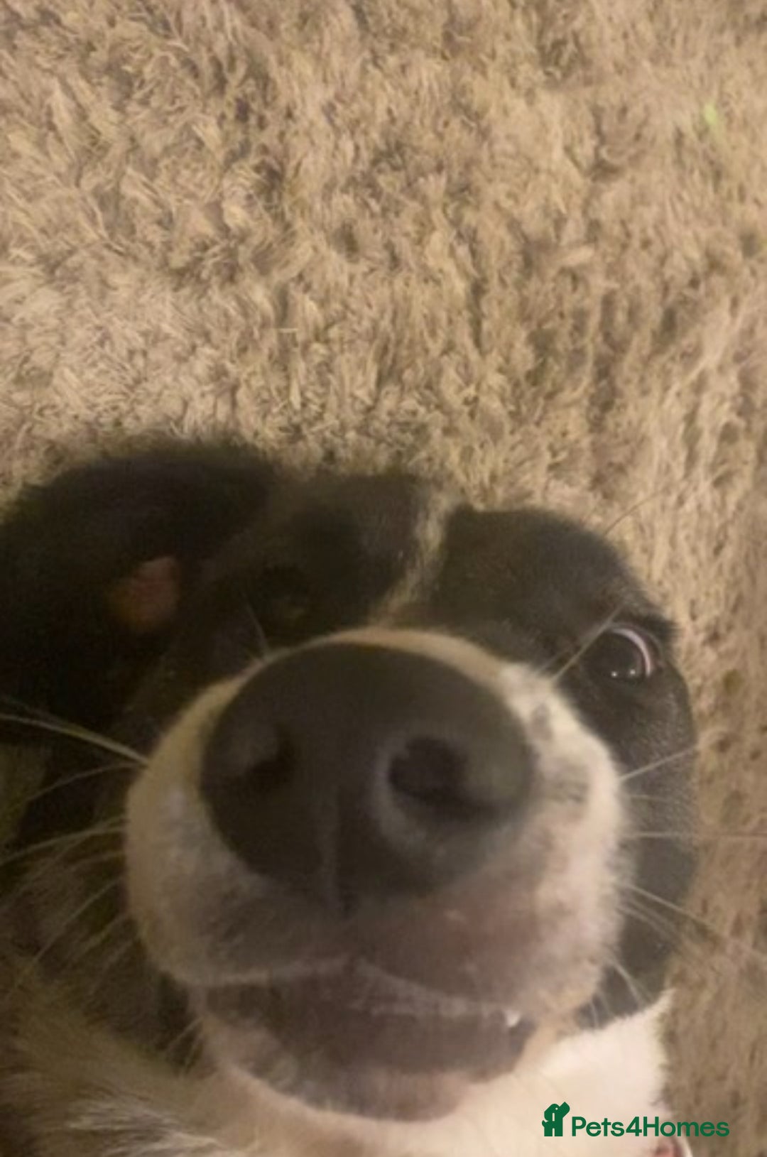 Mixed Breed dogs for sale: Loving giant 2 y/o girl - Advert 6