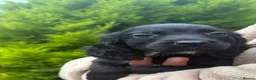 Sprocker dogs for sale: Beautiful F1 Sprocker Puppies  - Advert 10