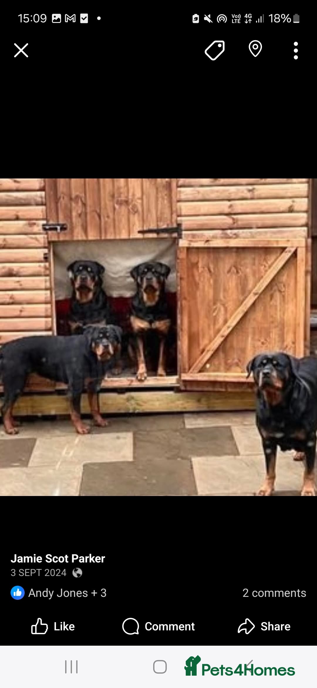 Rottweiler dogs for sale: Rotty pupps for sale 13 ( 6 girl 6 boy) left - Advert 12