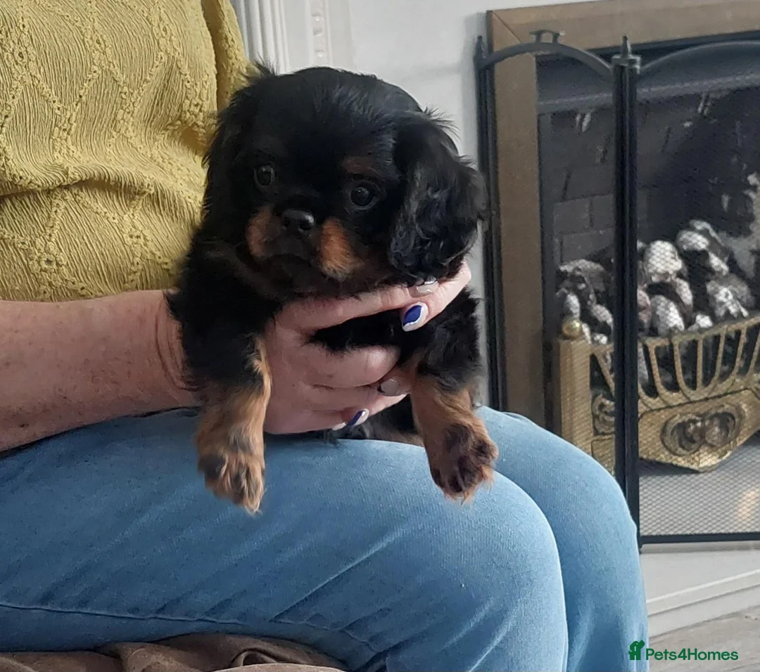 Cavalier King Charles Spaniel dogs for sale: KC Reg Cavalier King Charles Spaniel puppies - Advert 2