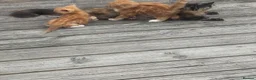 Mixed Breed cats for sale: Adorable ginger kitten for sale  - Advert 3