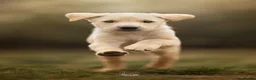 Labrador Retriever dogs for sale: KC registered Working Line Yellow Labrador Puppies in King's Lynn - Advert 10