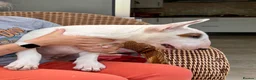 Bull Terrier dogs for sale: Healthy, happy, friendly trained 5-mo BT puppy boy - Advert 1