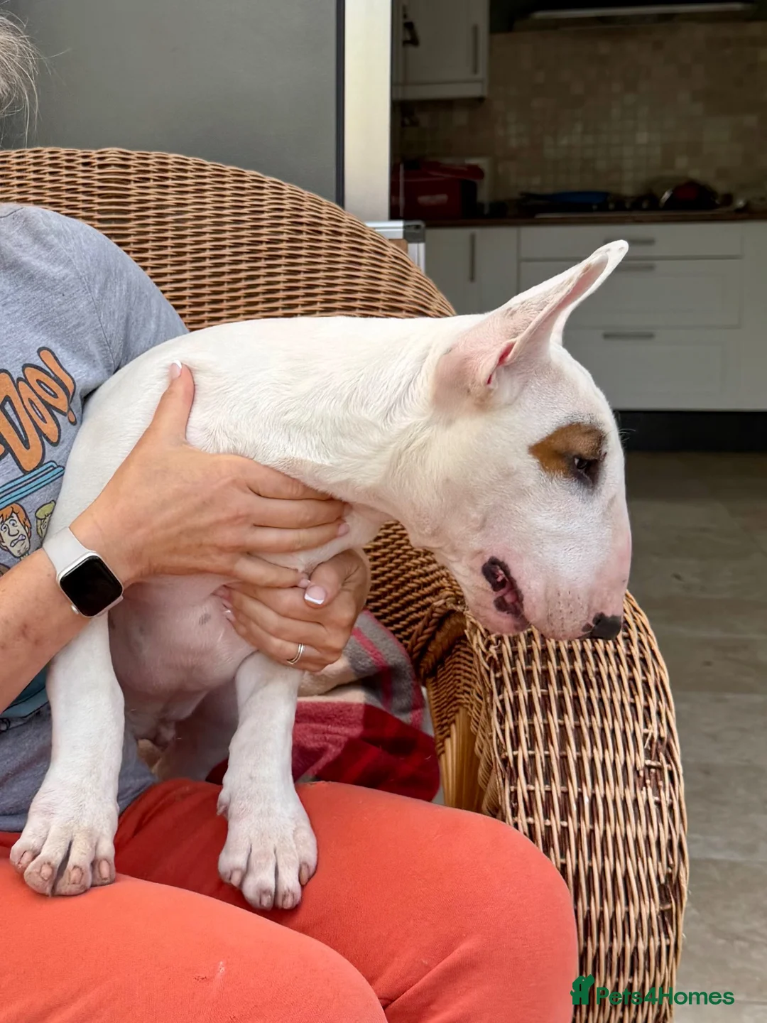 Bull Terrier dogs for sale: Healthy, happy, friendly trained 5-mo BT puppy boy - Advert 1