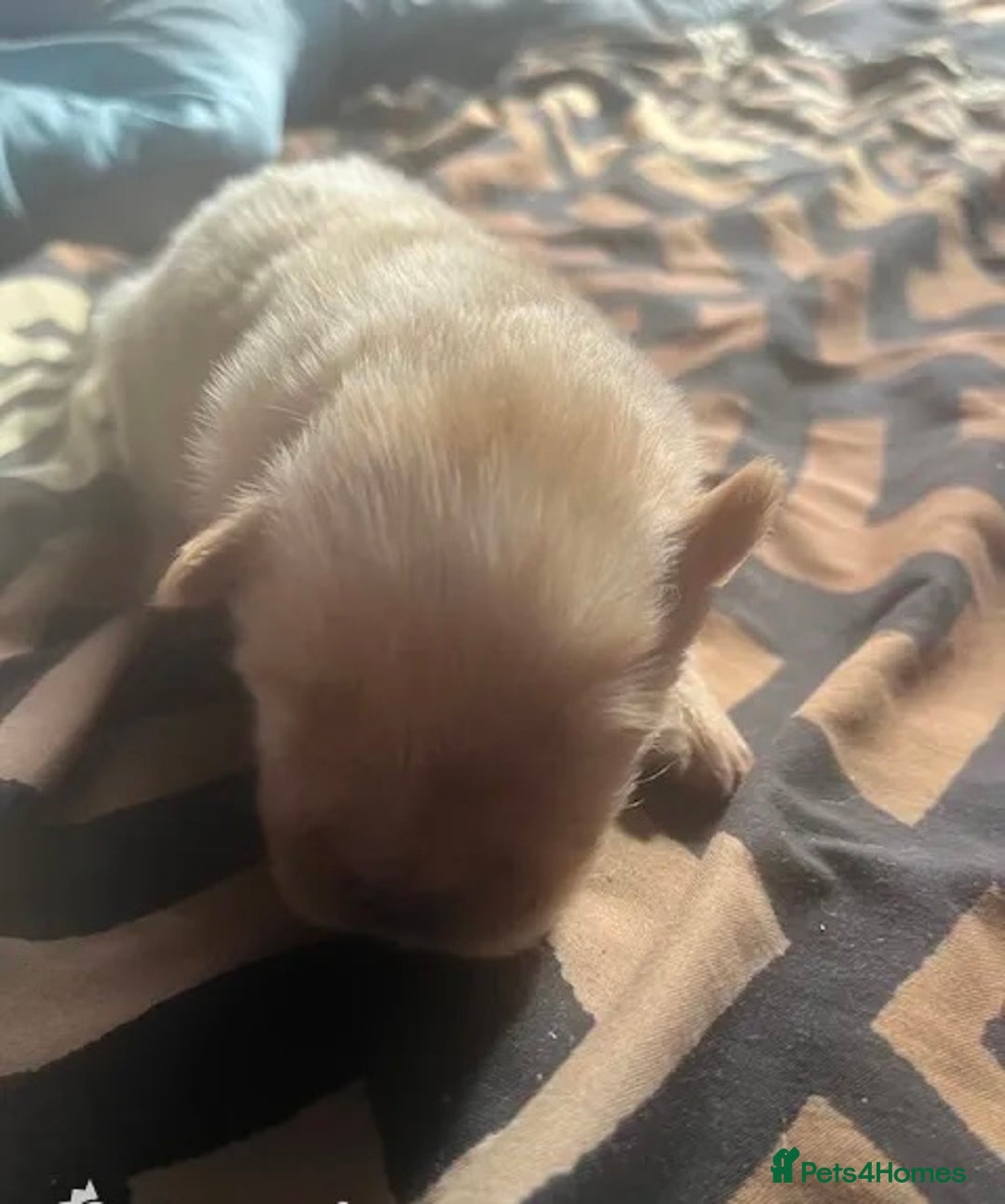 Chow Chow dogs for sale:  **  Litter of  Chow Chow Puppies - Advert 3