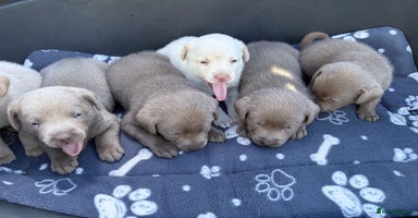 Labrador Retriever dogs - Advert 13