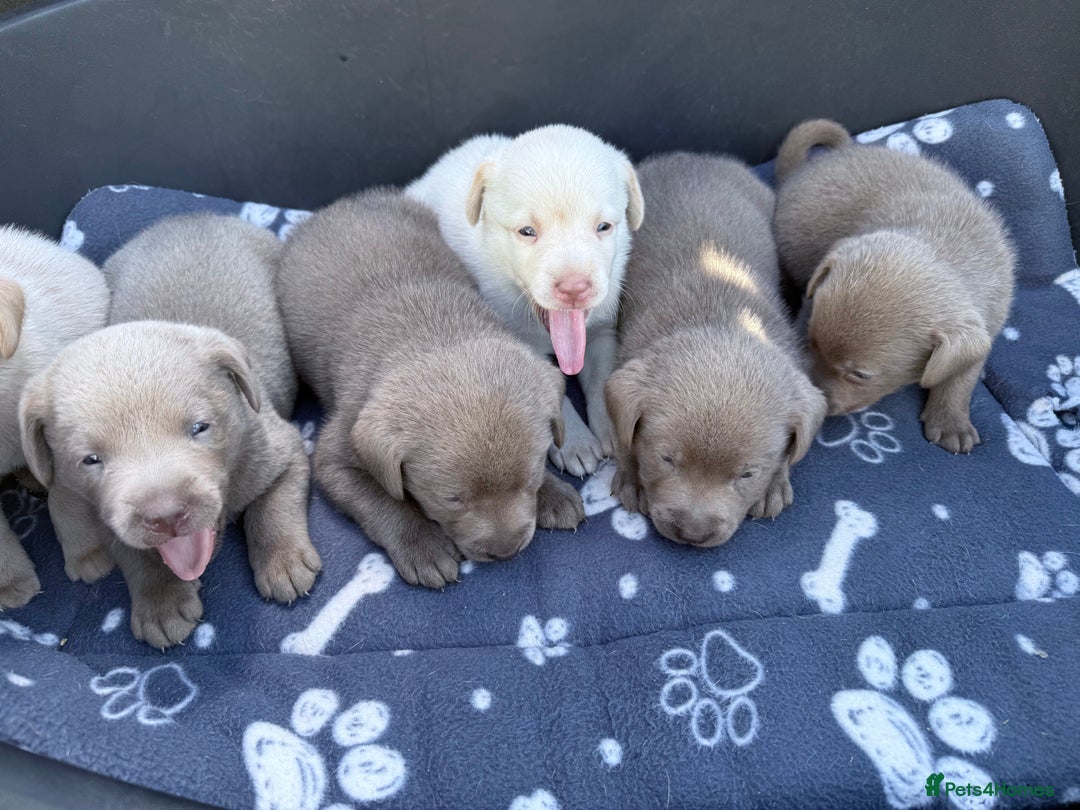 Labrador Retriever dogs for sale: Kc reg SILVER AND CHAMPAGNE LABRADORS  - Image 3