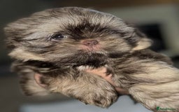 Shih Tzu dogs for sale: Imperial shih tzu pups - Image 6