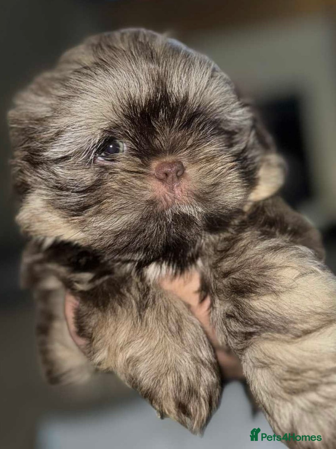 Shih Tzu dogs for sale: Imperial shih tzu pups - Image 6