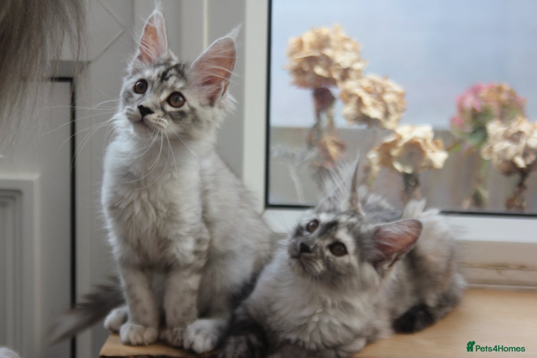 Maine Coon cats for sale: TICA PEDIGREE MAINE COON KITTENS  - Image 1