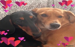 Miniature Dachshund dogs for sale: Miniature Dachshund puppies - Image 11