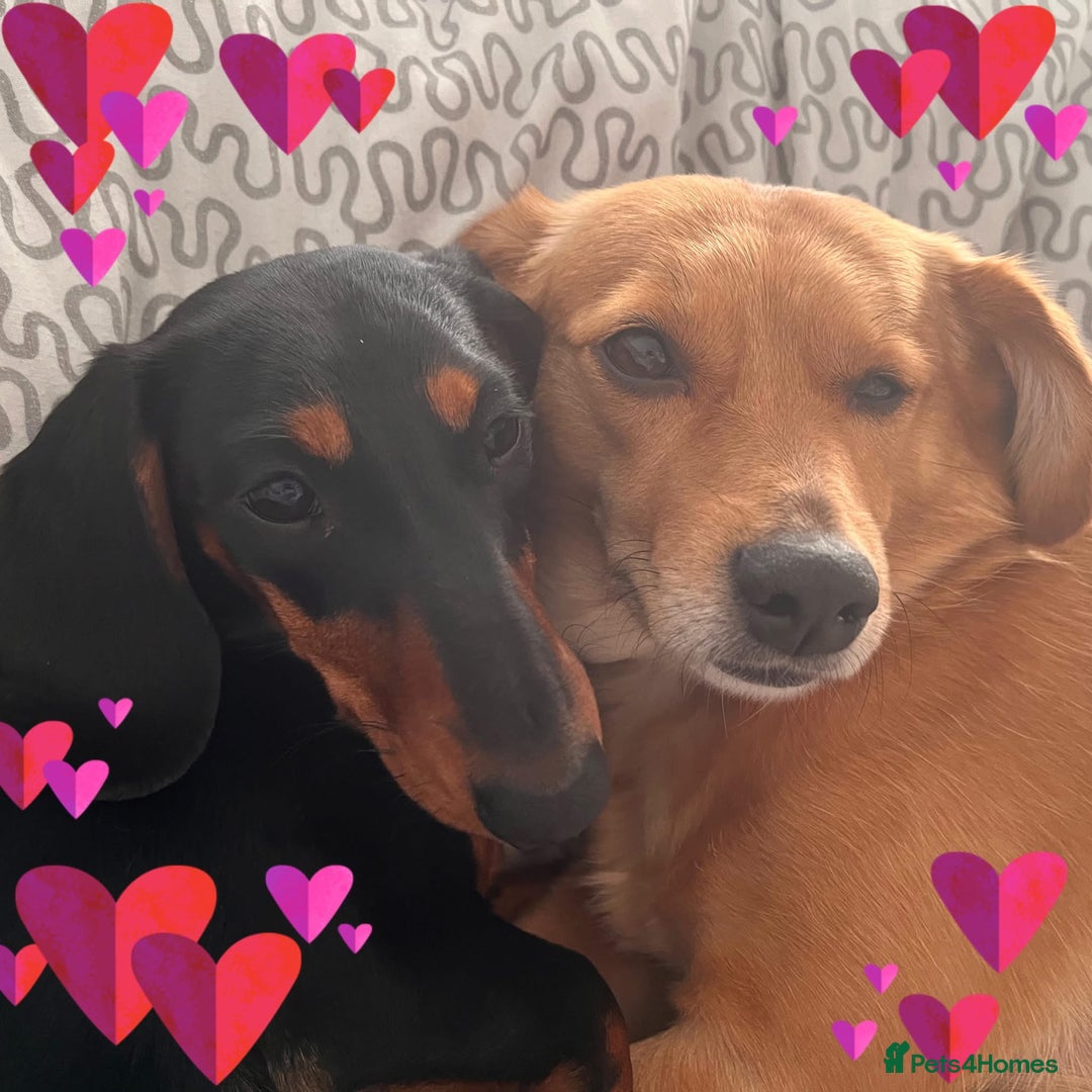 Miniature Dachshund dogs for sale: Miniature Dachshund puppies - Image 11