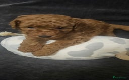 Toy Poodle dogs for sale: Deep red gorgeous Toy poodle boy - Image 5