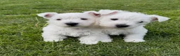 West Highland Terrier dogs for sale: Cute & Bouncy Westie Babes  - Advert 10