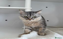 Mixed Breed cats for adoption: Aria - A Lovely & Cuddly Princess - Image 6