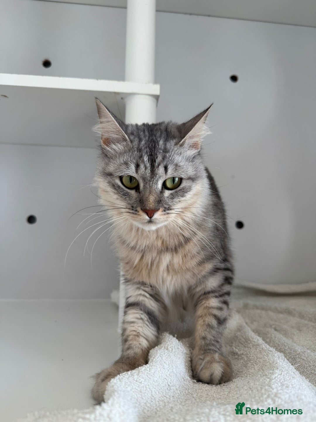Mixed Breed cats for adoption: Aria - A Lovely & Cuddly Princess - Image 6