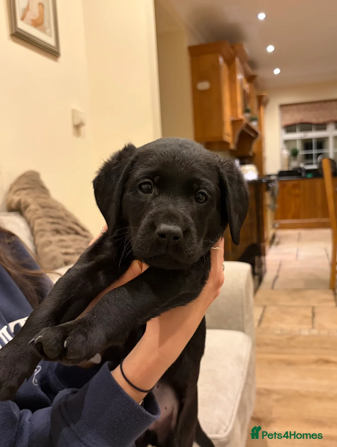 Labrador Retriever dogs for sale: Pedigree KC Registered Black Labrador Pups  - Advert 3