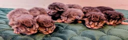 Siberian cats for sale: GCCF & TICA Registered Pure Breed Siberian  - Advert 2