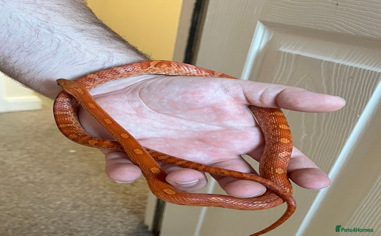 Corn Snake reptiles - Advert 3