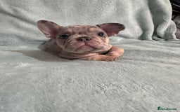 French Bulldog dogs for sale: 5 Male French Bulldog Puppies - Image 7