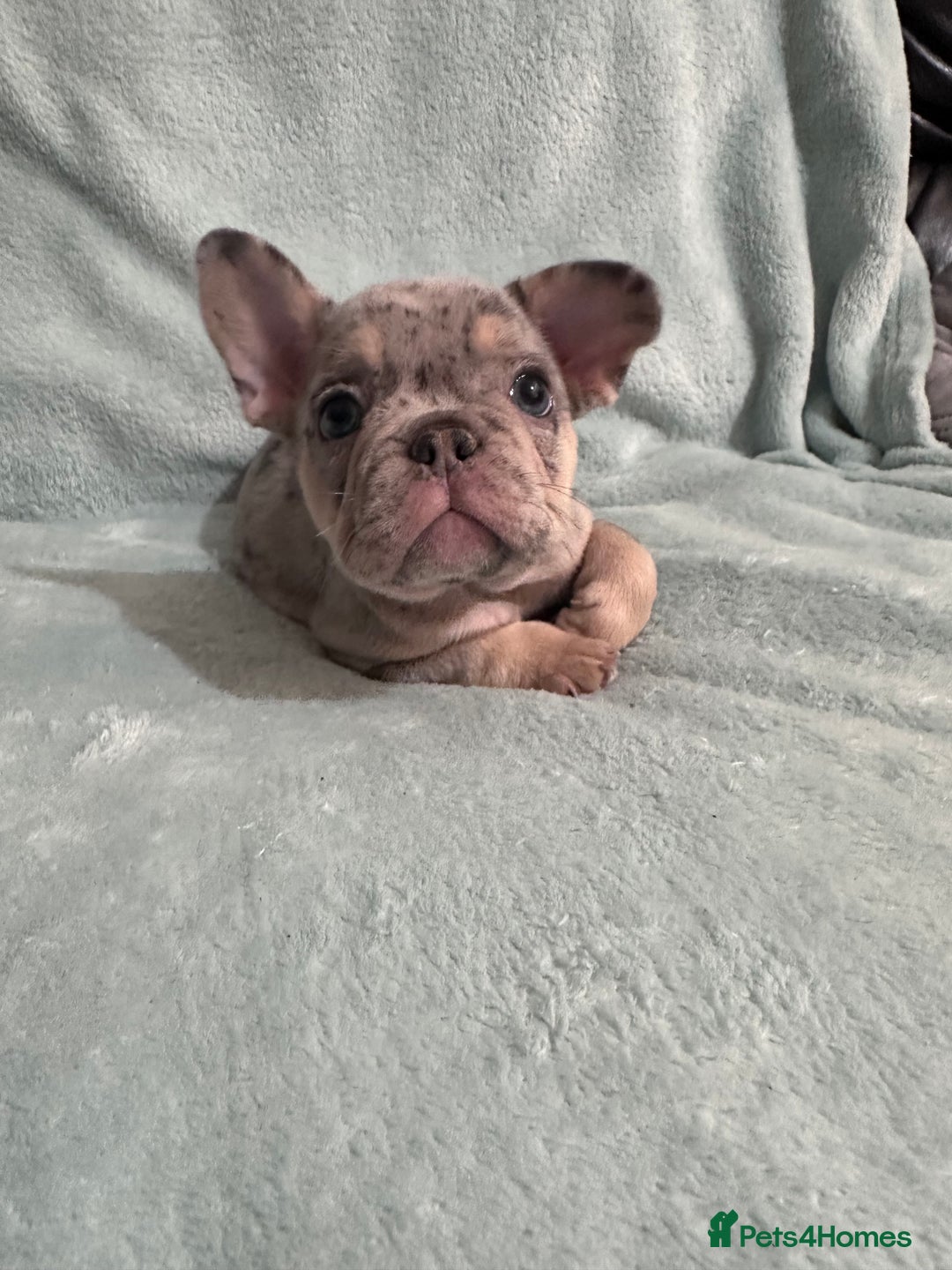 French Bulldog dogs for sale: 5 Male French Bulldog Puppies - Image 7