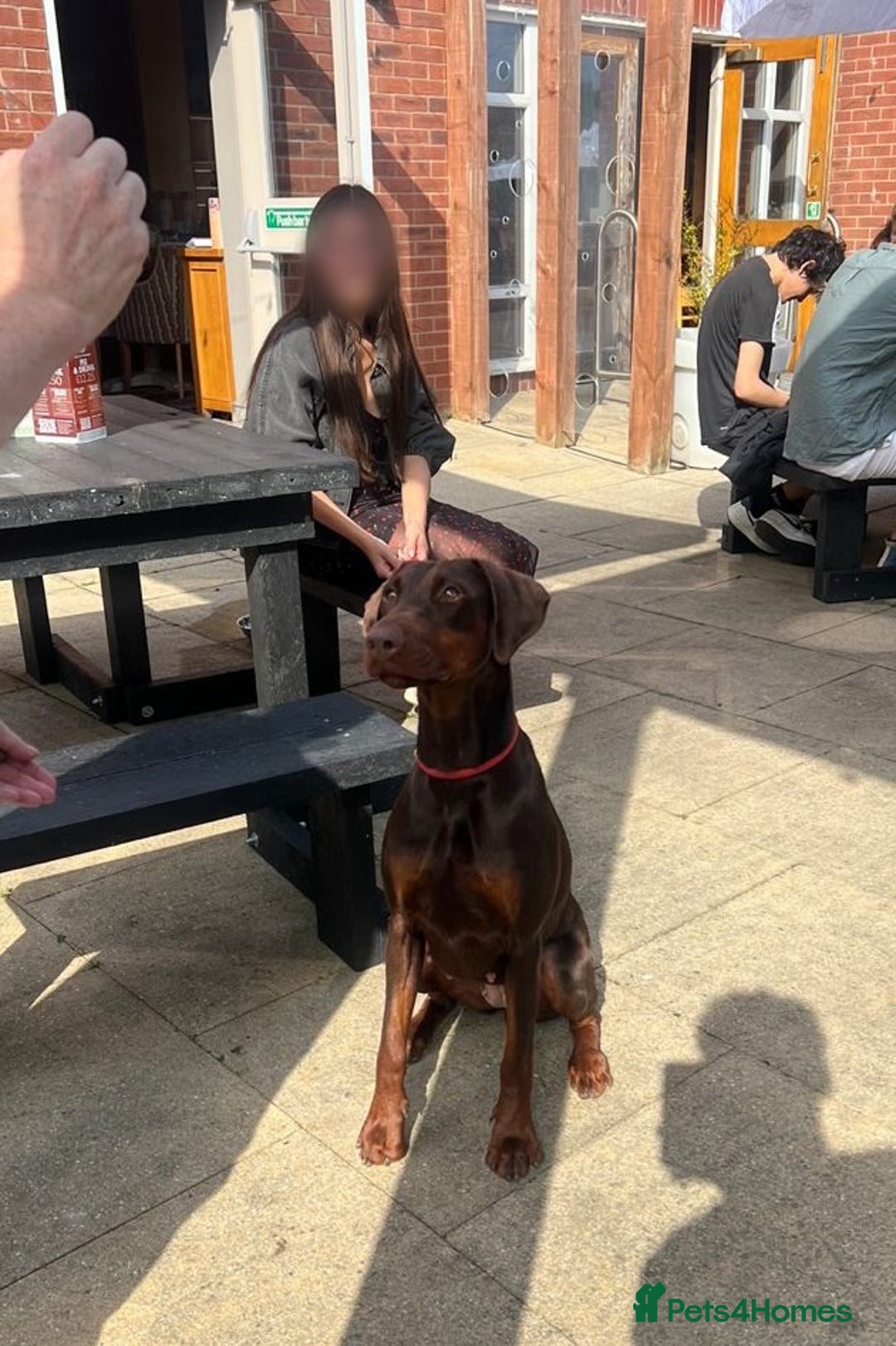 Dobermann dogs for sale: Champion Bloodline Dobermann female  - Image 6