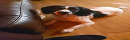 English Springer Spaniel dogs for sale: Springer spaniel puppy's.  - Advert 9