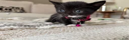 Mixed Breed cats for sale: Cute tuxedo kittens.   - Advert 6