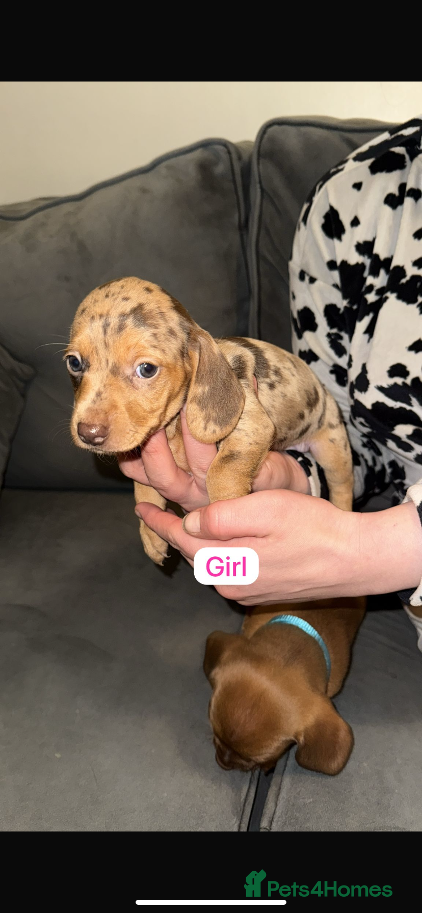 Dachshund dogs 4 beautiful Dachshund puppies for sale - Advert 7