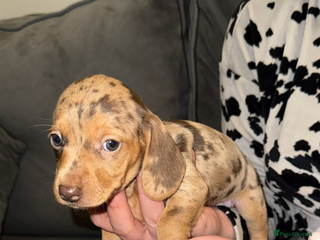 Dachshund dogs - Advert 1