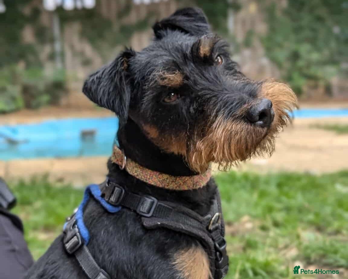 Jagdterrier dogs Mowgli - Advert 1