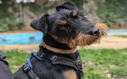 Jagdterrier dogs for adoption: Mowgli - Image 1