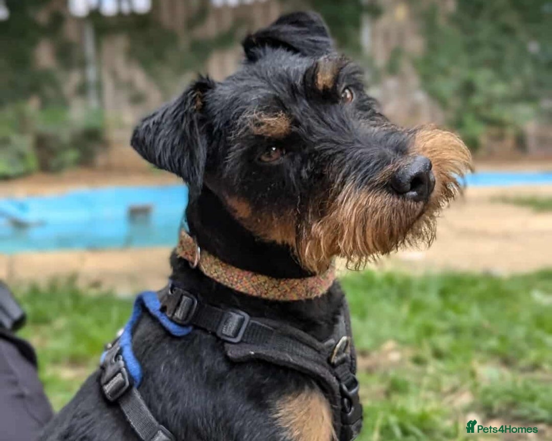 Jagdterrier dogs for adoption: Mowgli - Image 1