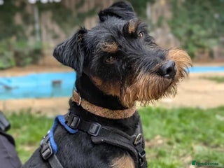 Jagdterrier dogs - Advert 24