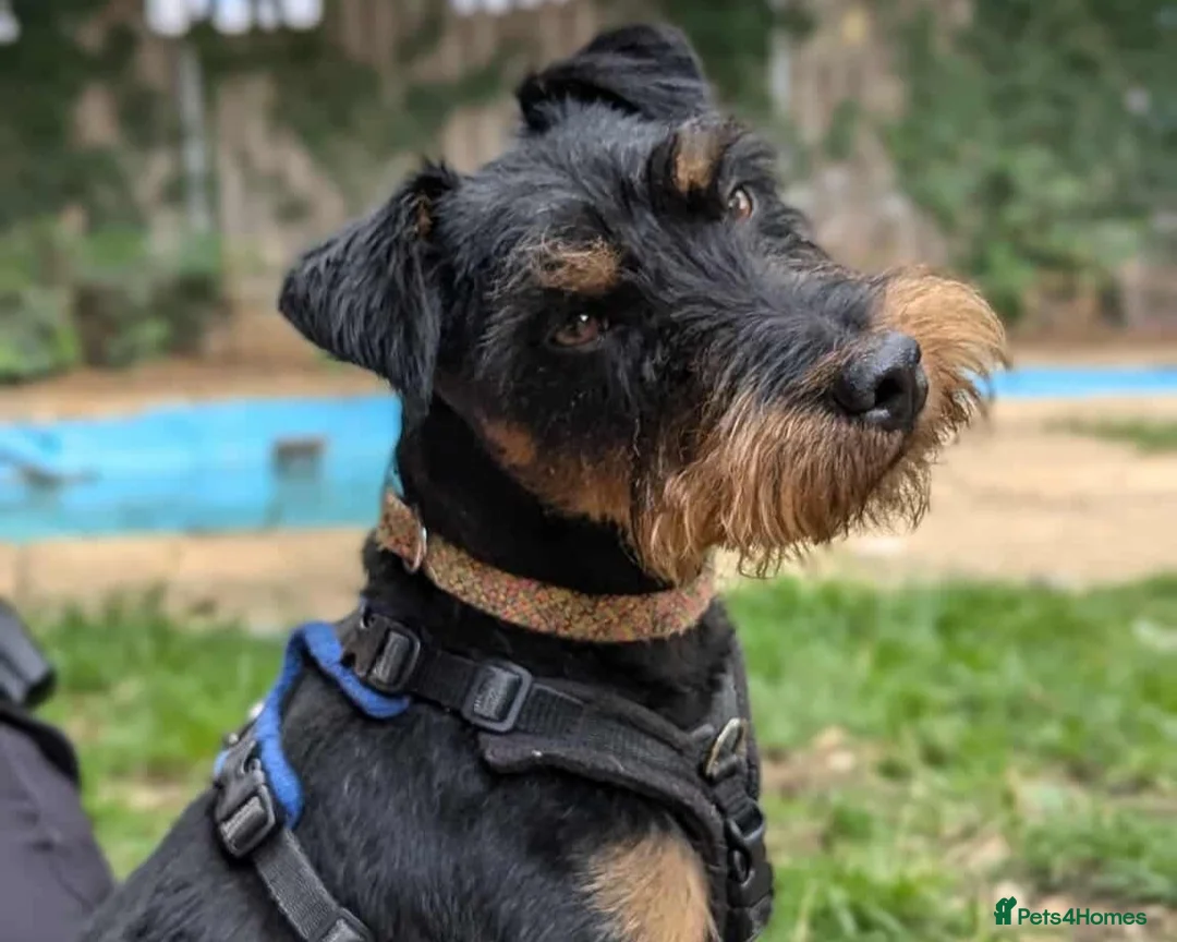Jagdterrier dogs for adoption: Mowgli - Advert 1