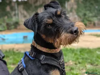 Jagdterrier dogs Mowgli - Advert 2