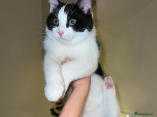 Mixed Breed cats 🐾 1/4 Bengal Black and white male kitten 🐾 - Advert 1