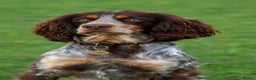 Cocker Spaniel dogs for stud: FOR STUD  - Advert 6