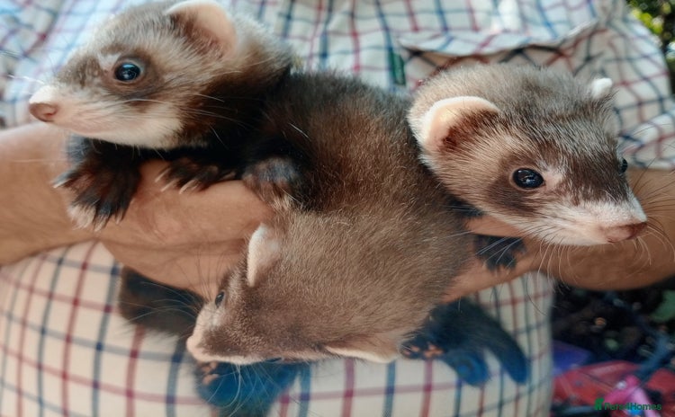Ferret rodents - Advert 1