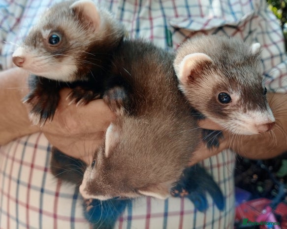 Ferret rodents - Advert 7