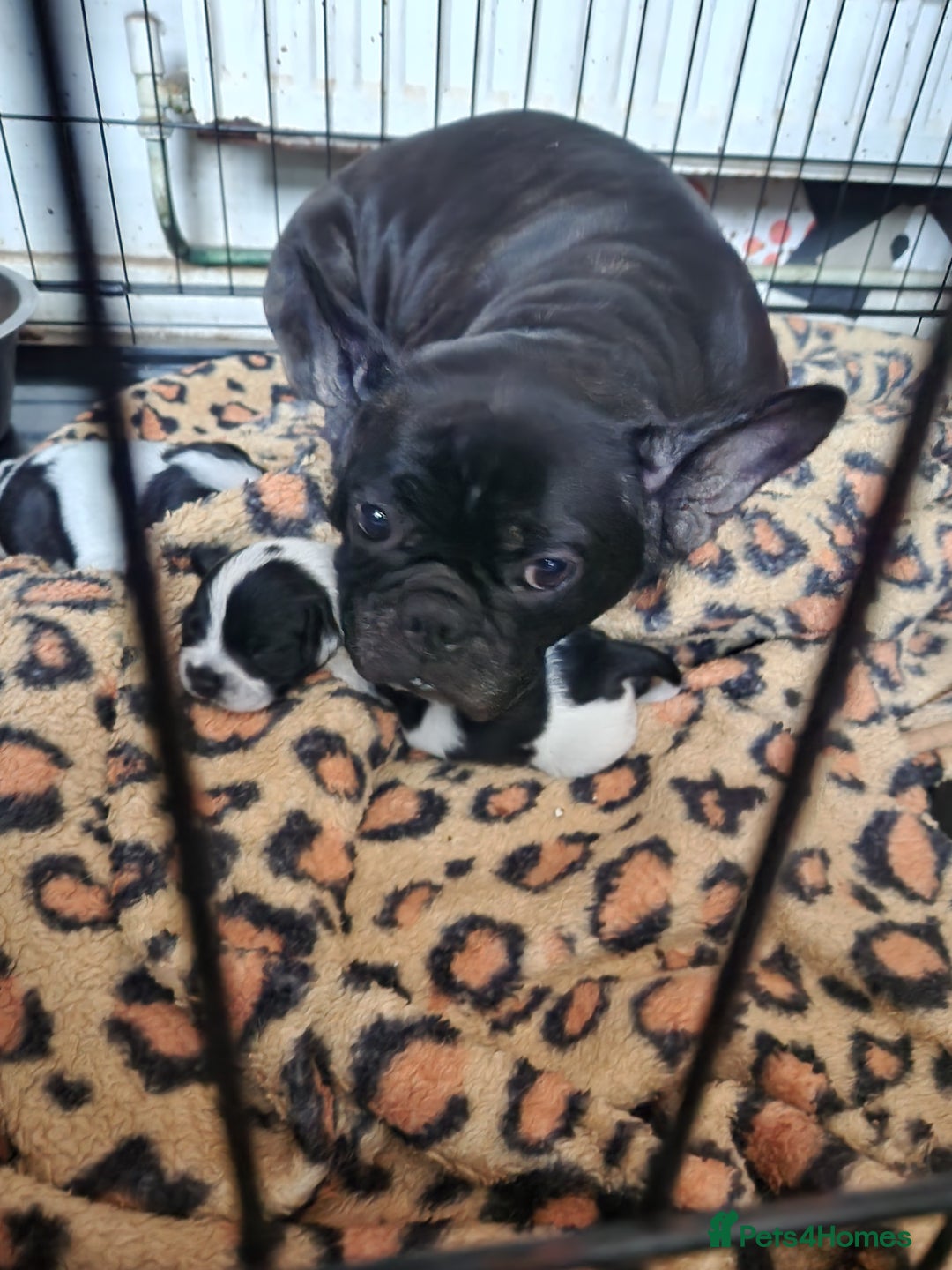 Mixed Breed dogs for sale:  French bulldog cross cockapoo  - Advert 5