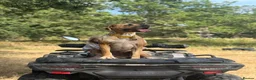 Mixed Breed dogs for sale: Mastiff Mix planned litter  - Advert 6
