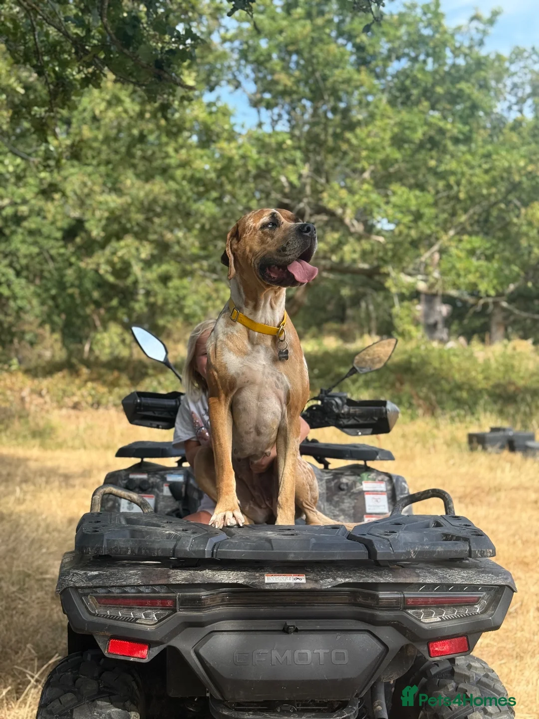 Mixed Breed dogs for sale: Mastiff Mix planned litter  - Advert 6