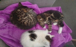 Mixed Breed cats for sale: The three musketeers are looking for new homes - Image 17