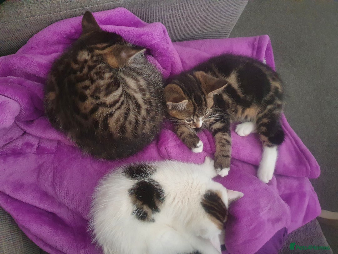 Mixed Breed cats for sale: The three musketeers are looking for new homes - Image 17