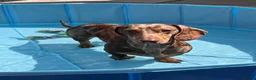 Miniature Dachshund dogs for sale: Miniature dachshunds smooth hairedKC REG PRA CLEAR - Advert 10