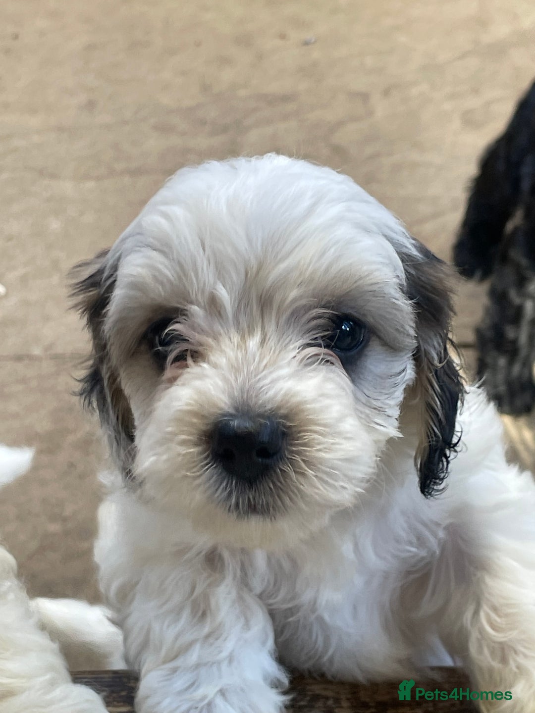 Mixed Breed dogs for sale: Cockapoo x Maltese (Maltipoo) - Image 29